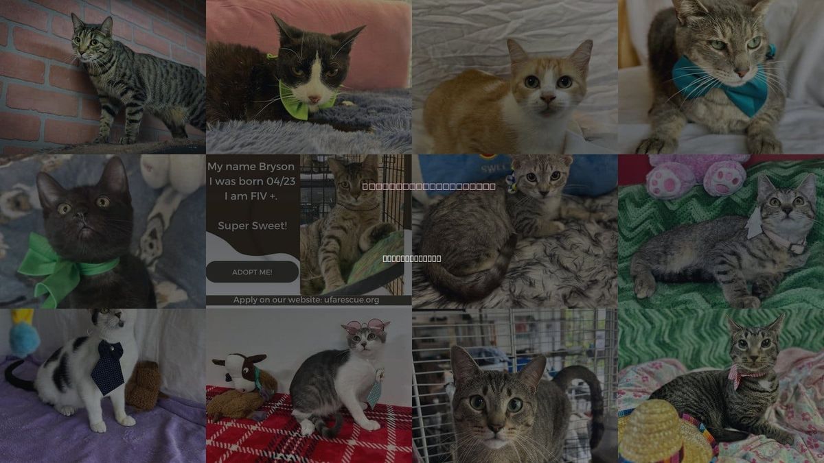 Cats for Adoption in Coconut Creek, Florida
