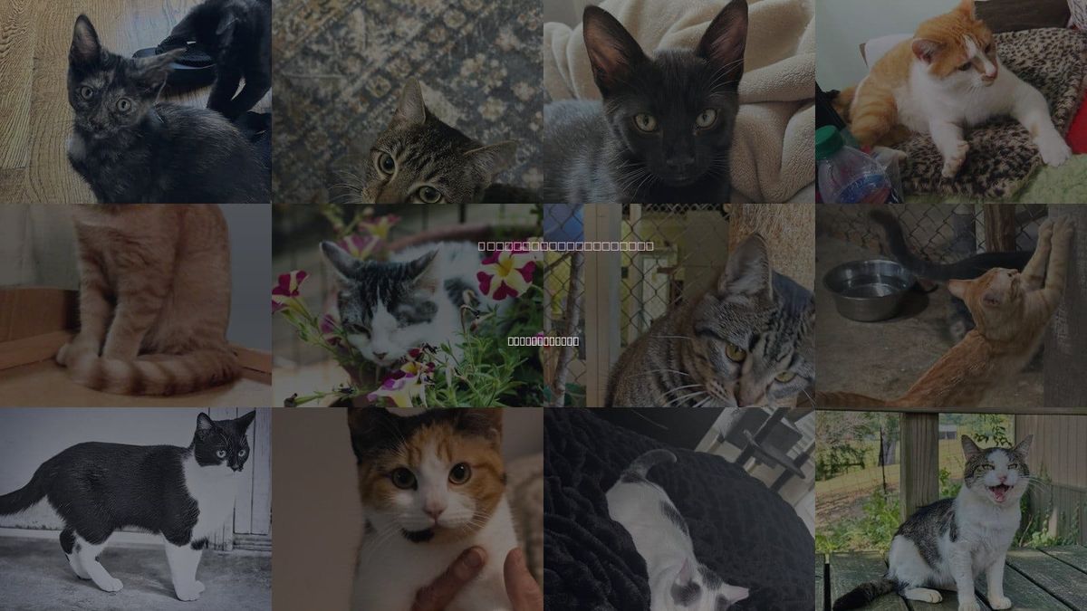 Cats for Adoption in Collierville, Tennessee