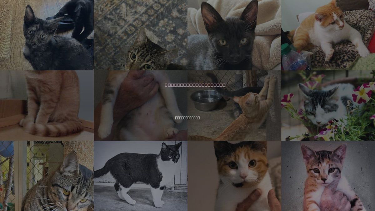 Cats for Adoption in Collierville, Tennessee