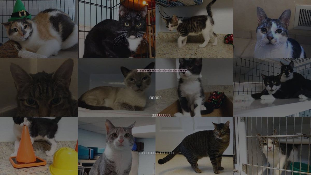 Cats for Adoption in Colonia, New Jersey