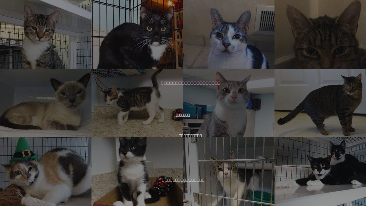 Cats for Adoption in Colonia, New Jersey