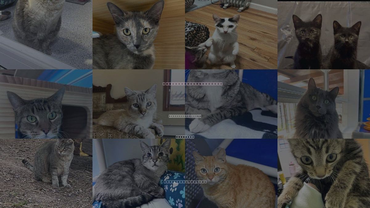 Cats for Adoption in Colorado Springs, Colorado