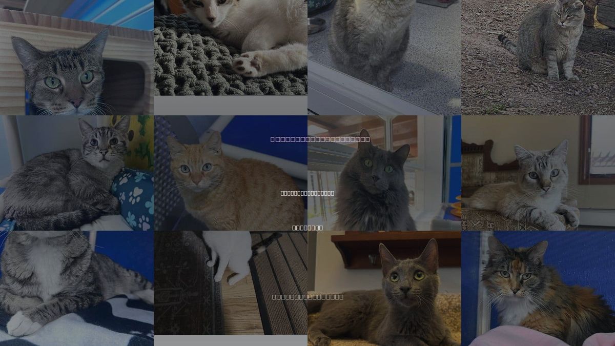 Cats for Adoption in Colorado Springs, Colorado