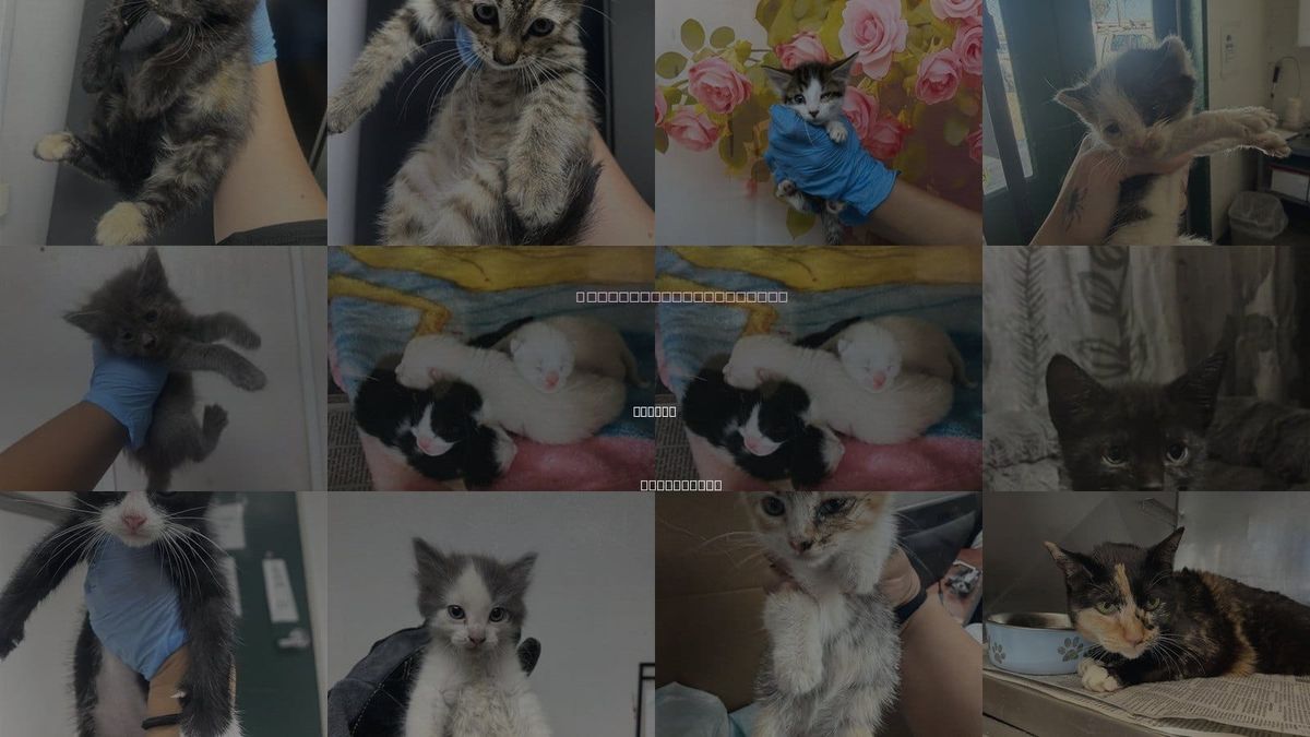 Cats for Adoption in Colton, California