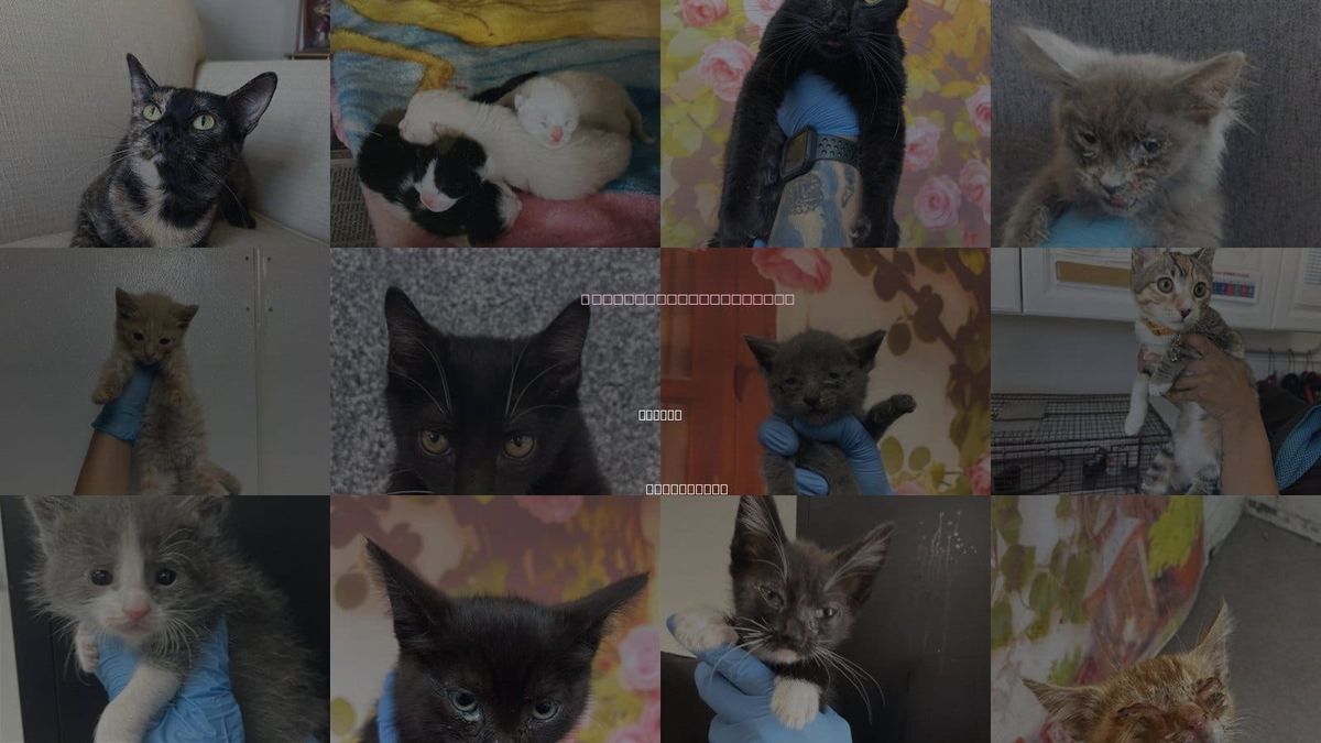 Cats for Adoption in Colton, California
