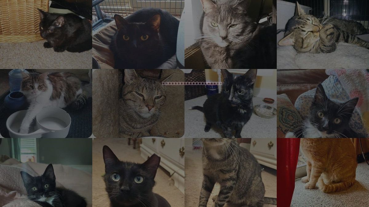 Cats for Adoption in Columbia, Maryland