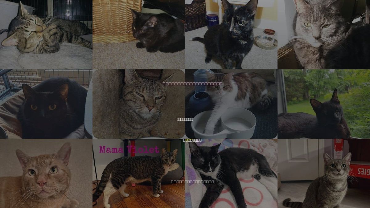 Cats for Adoption in Columbia, Maryland
