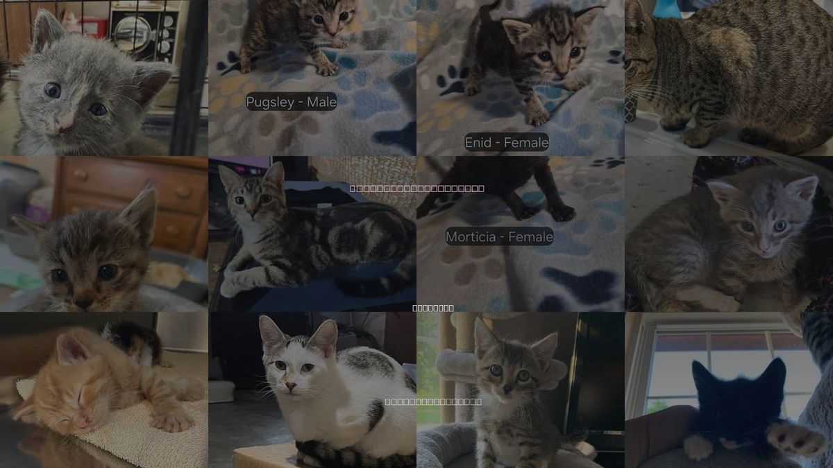 Cats for Adoption in Columbia, Missouri