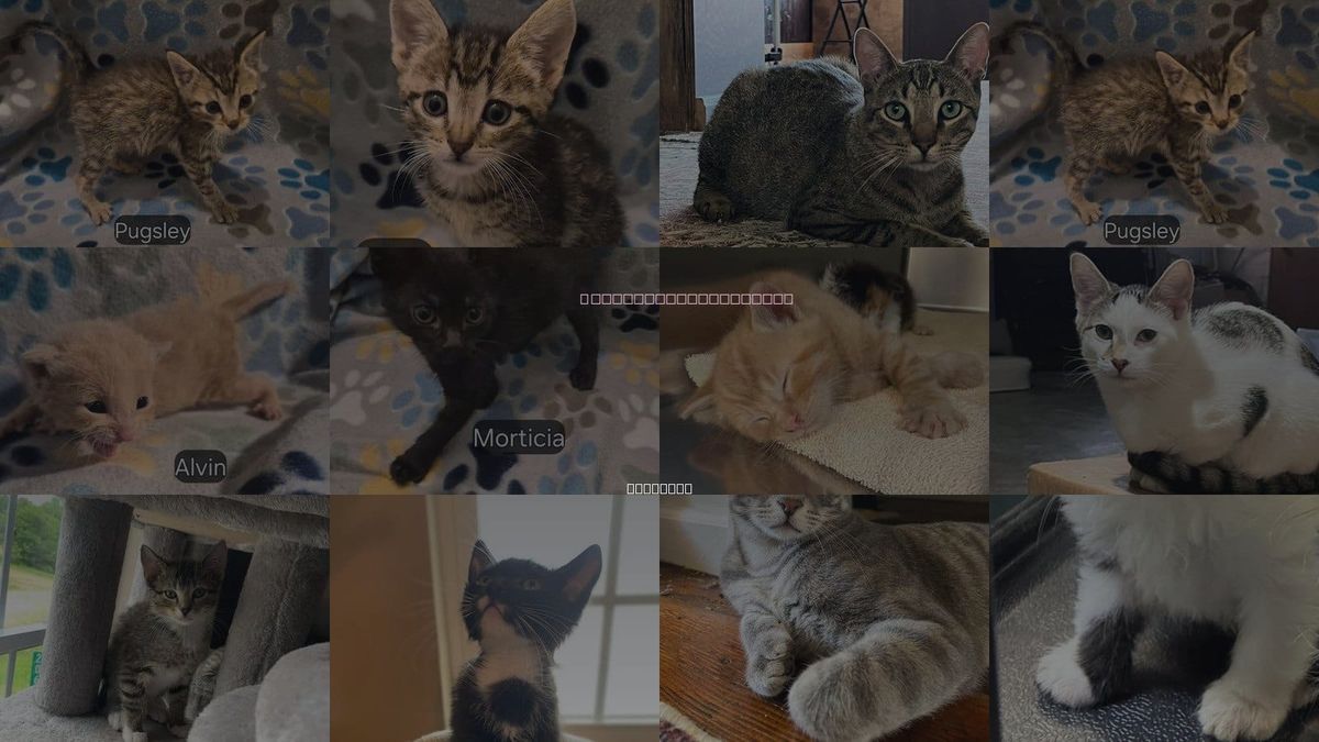 Cats for Adoption in Columbia, Missouri