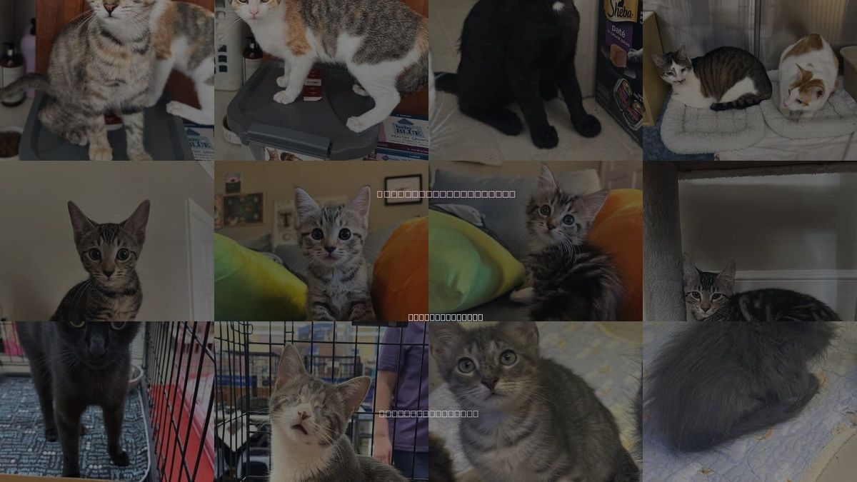 Cats for Adoption in Columbia, South Carolina