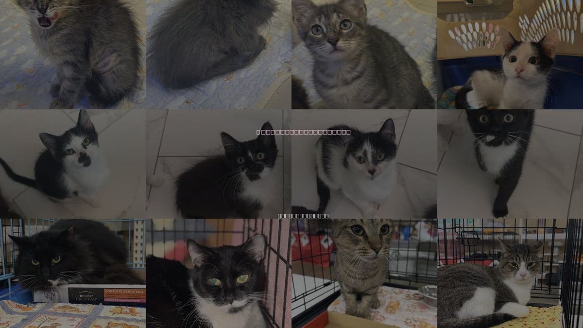 Cats for Adoption in Columbia, South Carolina