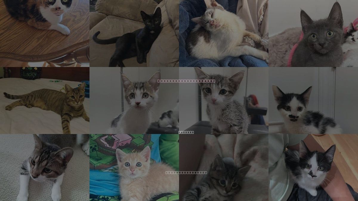 Cats for Adoption in Columbus, Indiana