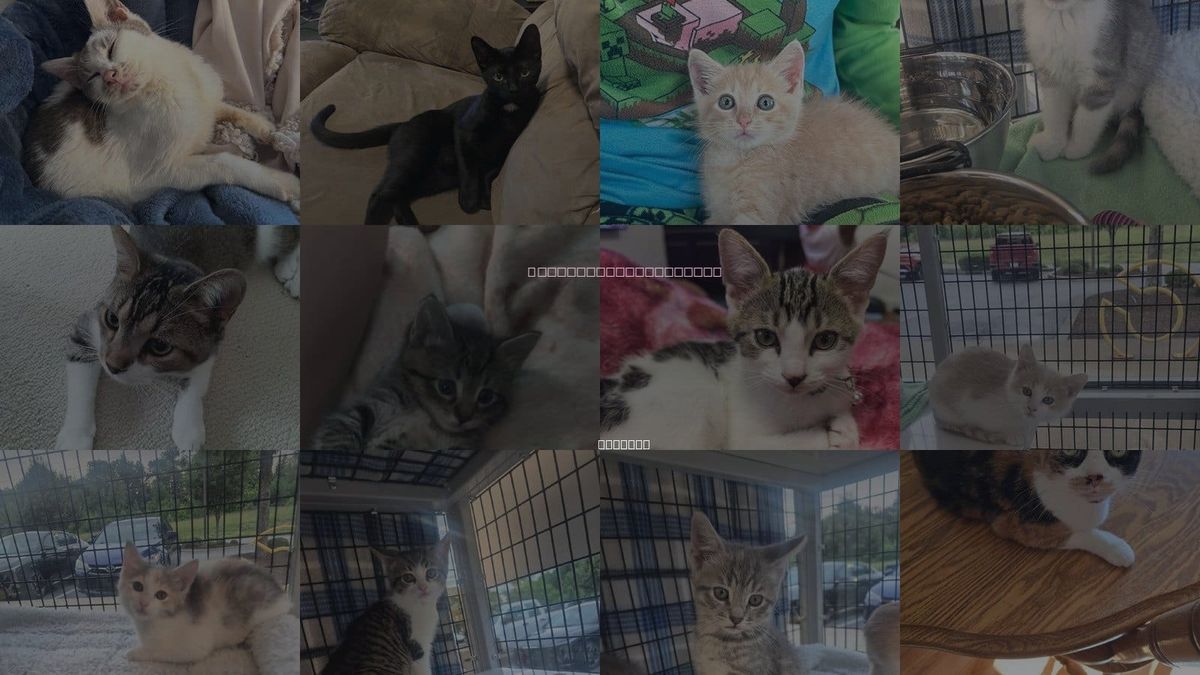 Cats for Adoption in Columbus, Indiana