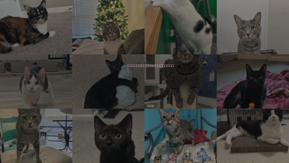 Cats for Adoption in Columbus, Ohio