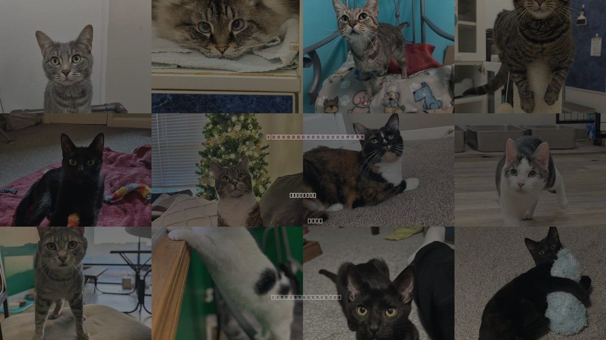 Cats for Adoption in Columbus, Ohio