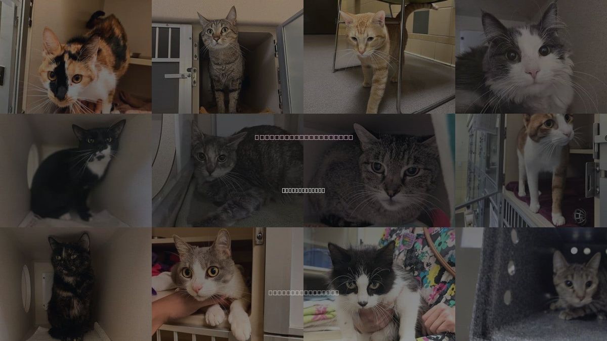Cats for Adoption in Commerce City, Colorado