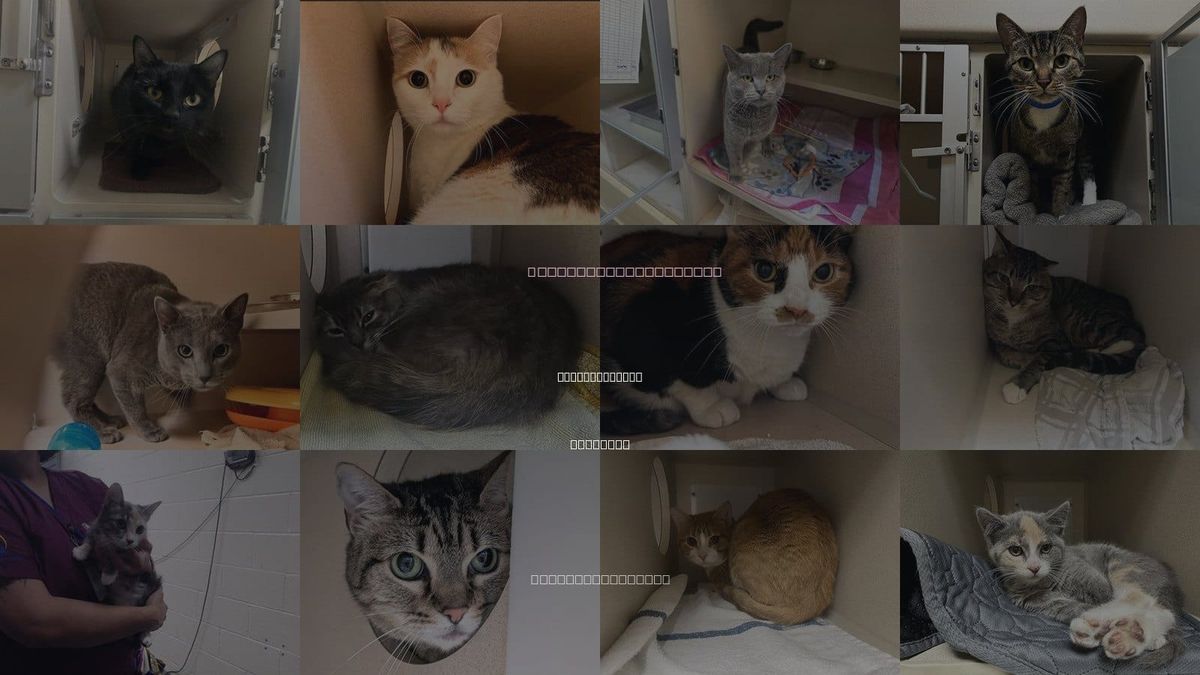 Cats for Adoption in Commerce City, Colorado