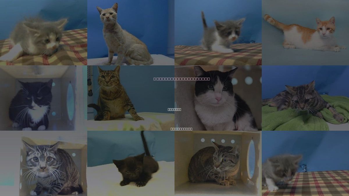 Cats for Adoption in Compton, California