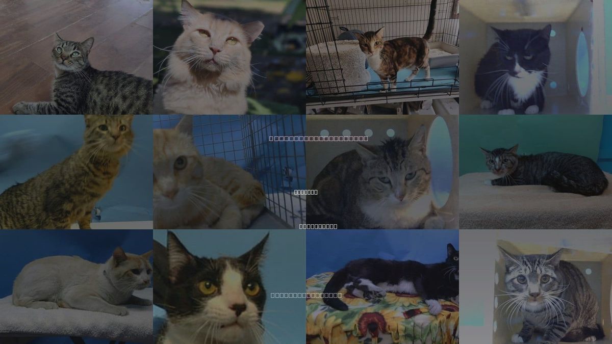 Cats for Adoption in Compton, California