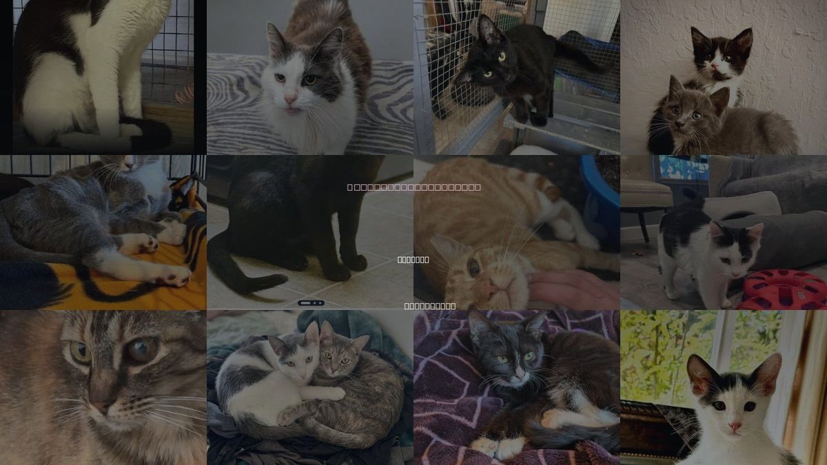 Cats for Adoption in Concord, California