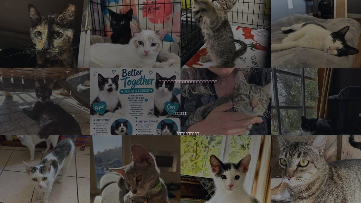 Cats for Adoption in Concord, California