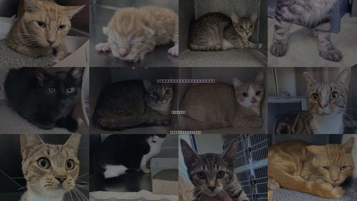 Cats for Adoption in Concord, North Carolina