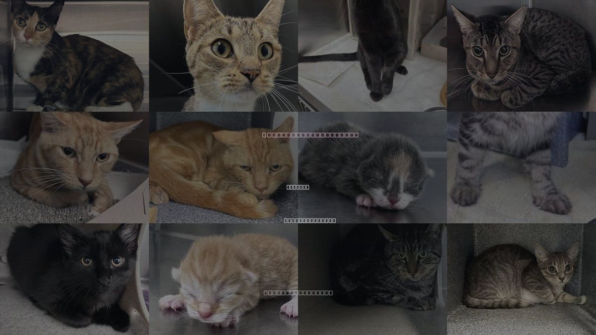 Cats for Adoption in Concord, North Carolina
