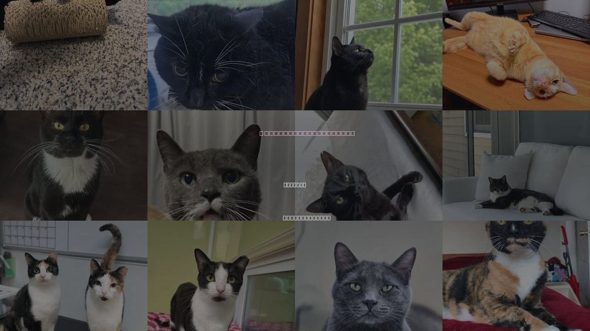 Cats for Adoption in Concord, New Hampshire