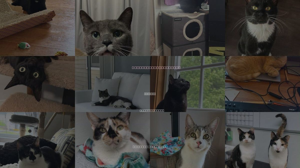 Cats for Adoption in Concord, New Hampshire