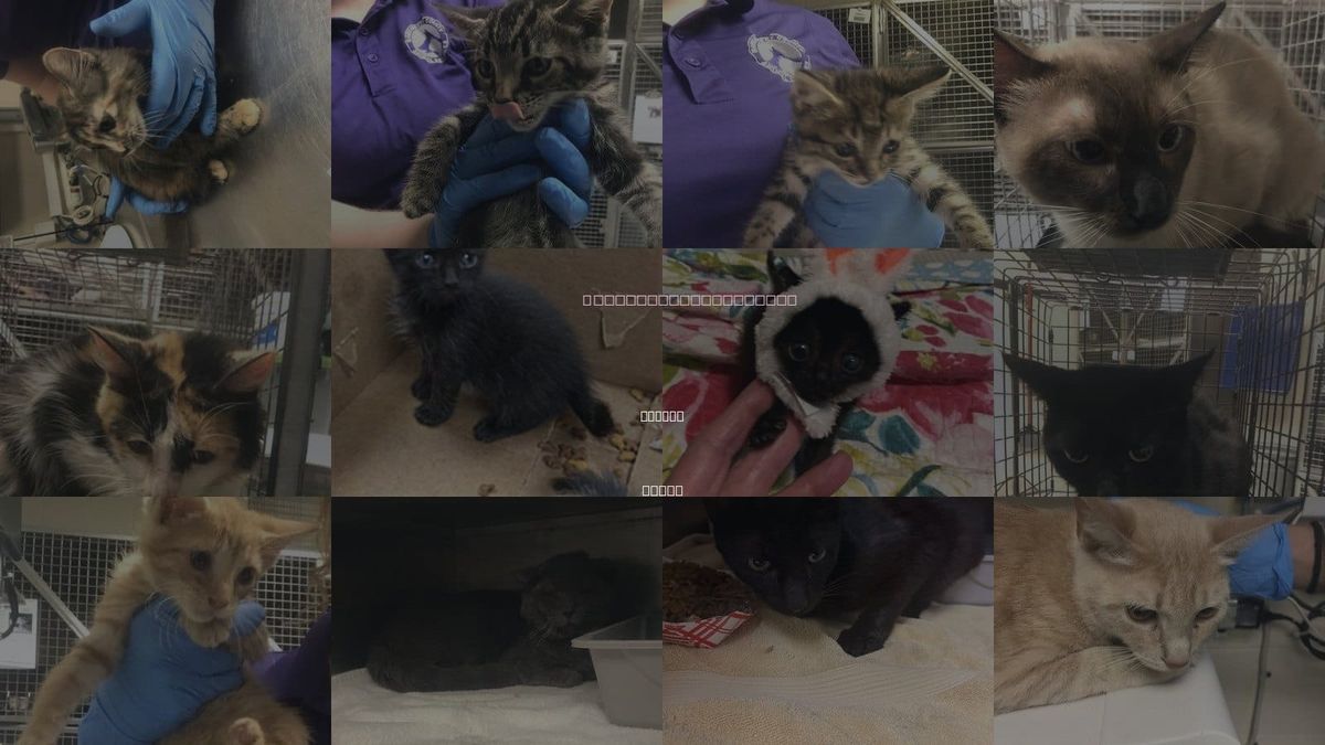 Cats for Adoption in Conroe, Texas