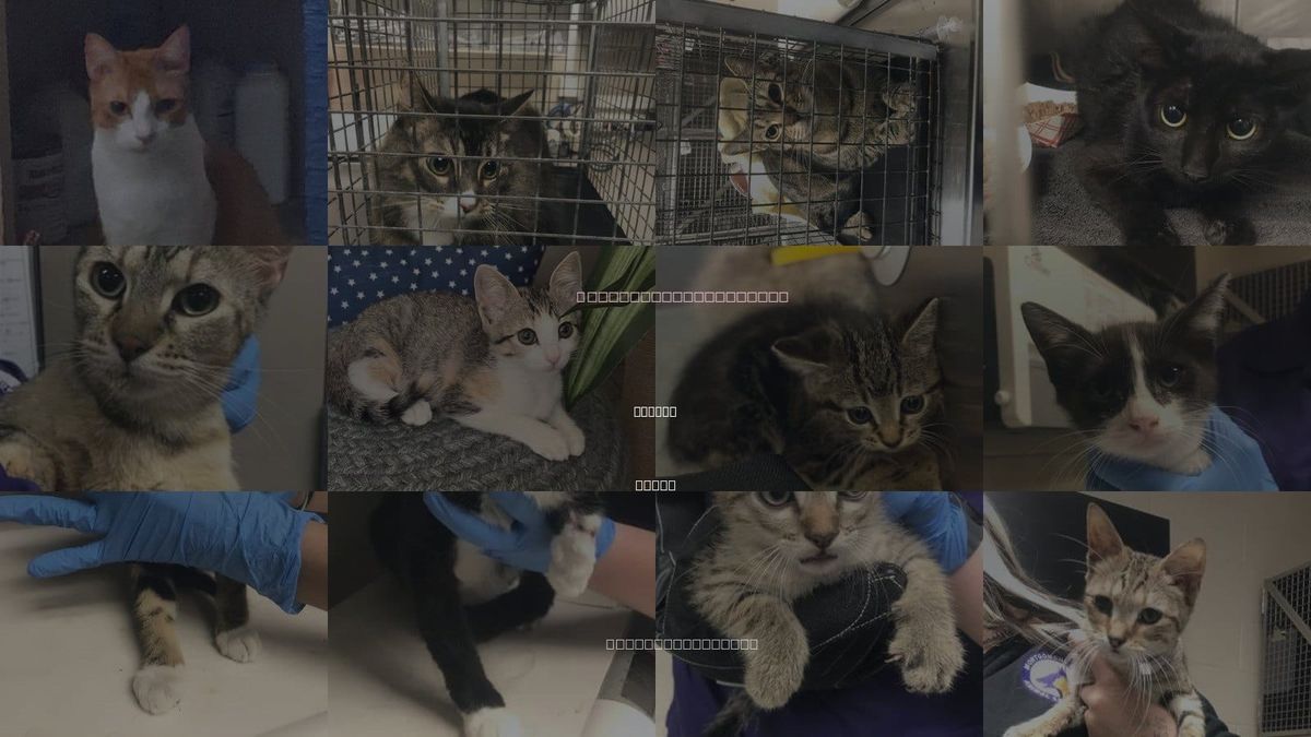 Cats for Adoption in Conroe, Texas