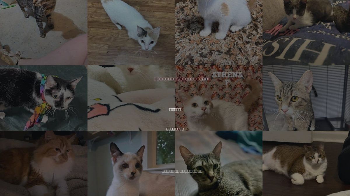 Cats for Adoption in Conway, Arkansas