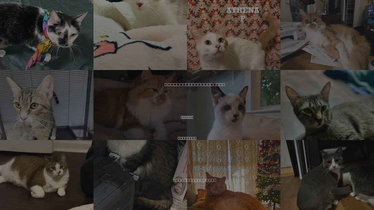Cats for Adoption in Conway, Arkansas