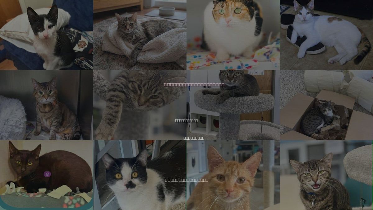 Cats for Adoption in Coon Rapids, Minnesota
