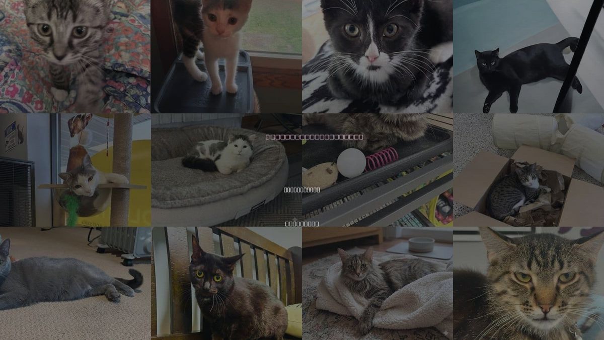 Cats for Adoption in Coon Rapids, Minnesota