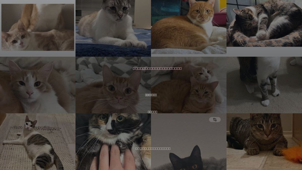 Cats for Adoption in Coppell, Texas