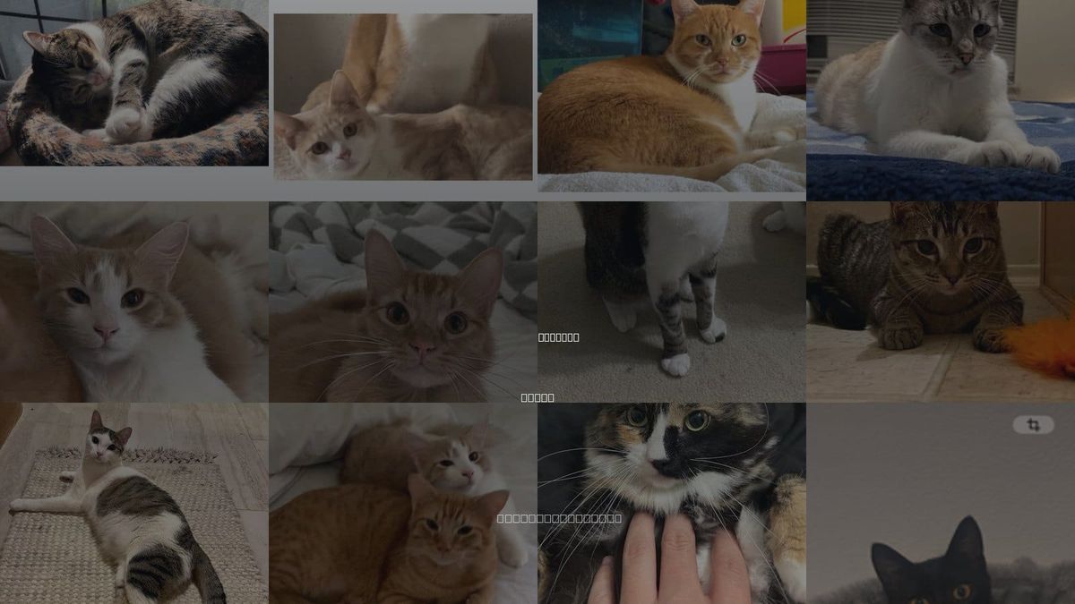 Cats for Adoption in Coppell, Texas