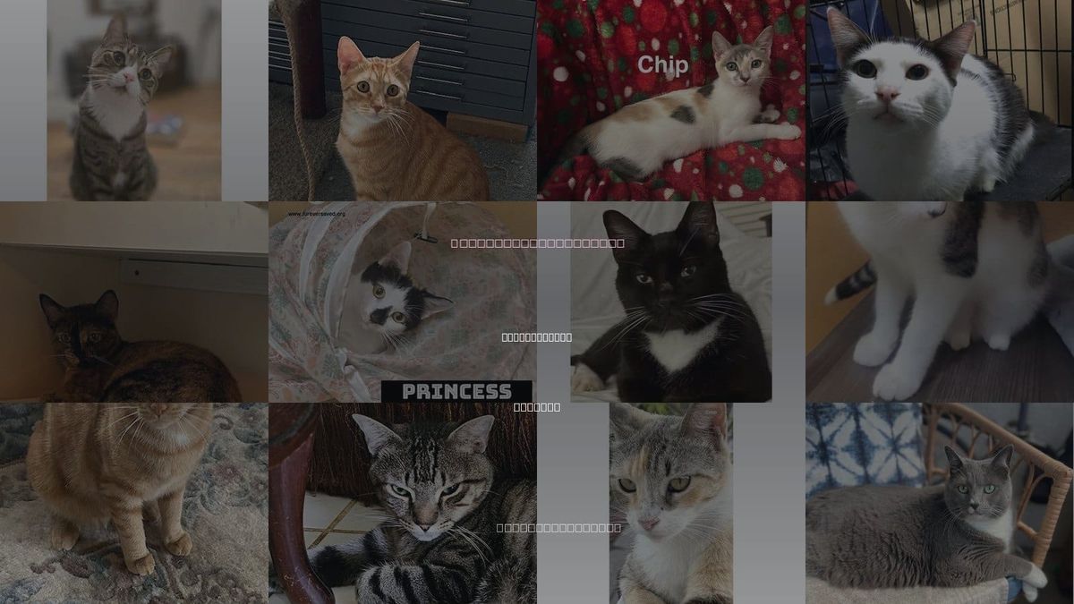 Cats for Adoption in Coral Gables, Florida