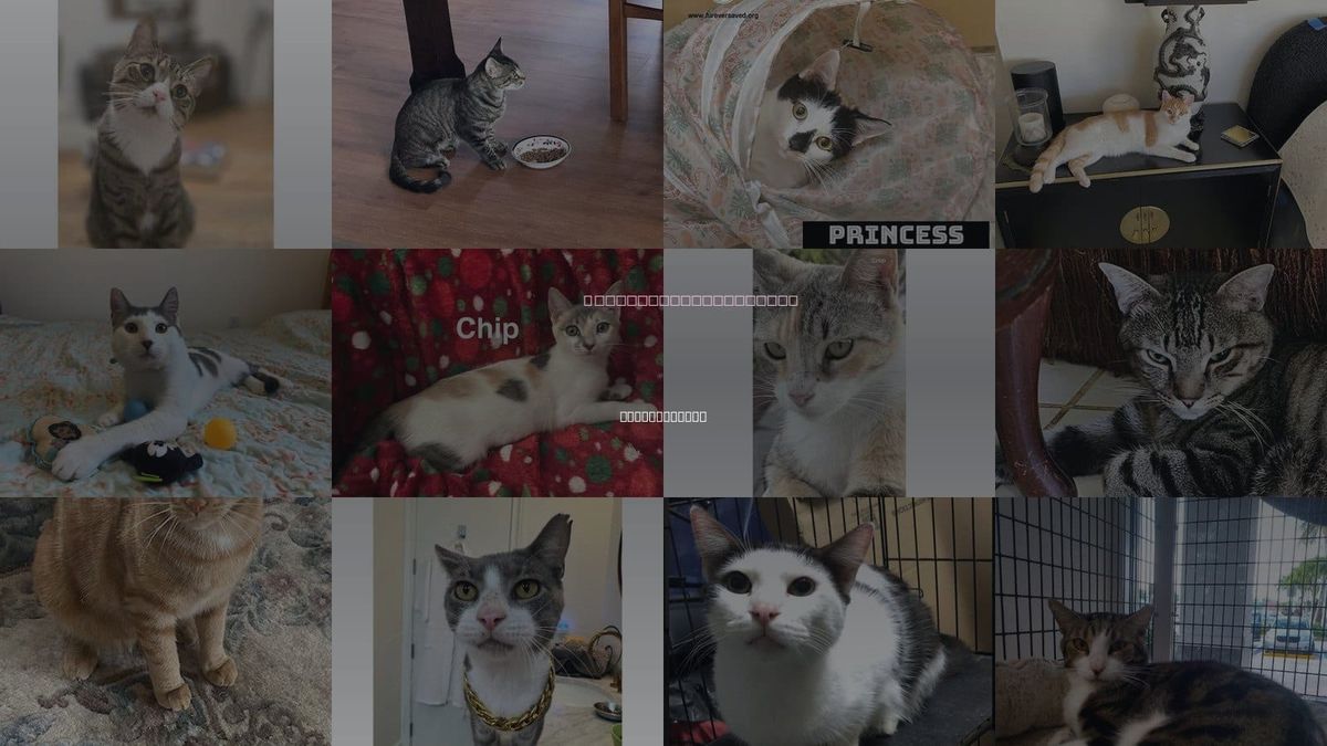 Cats for Adoption in Coral Gables, Florida