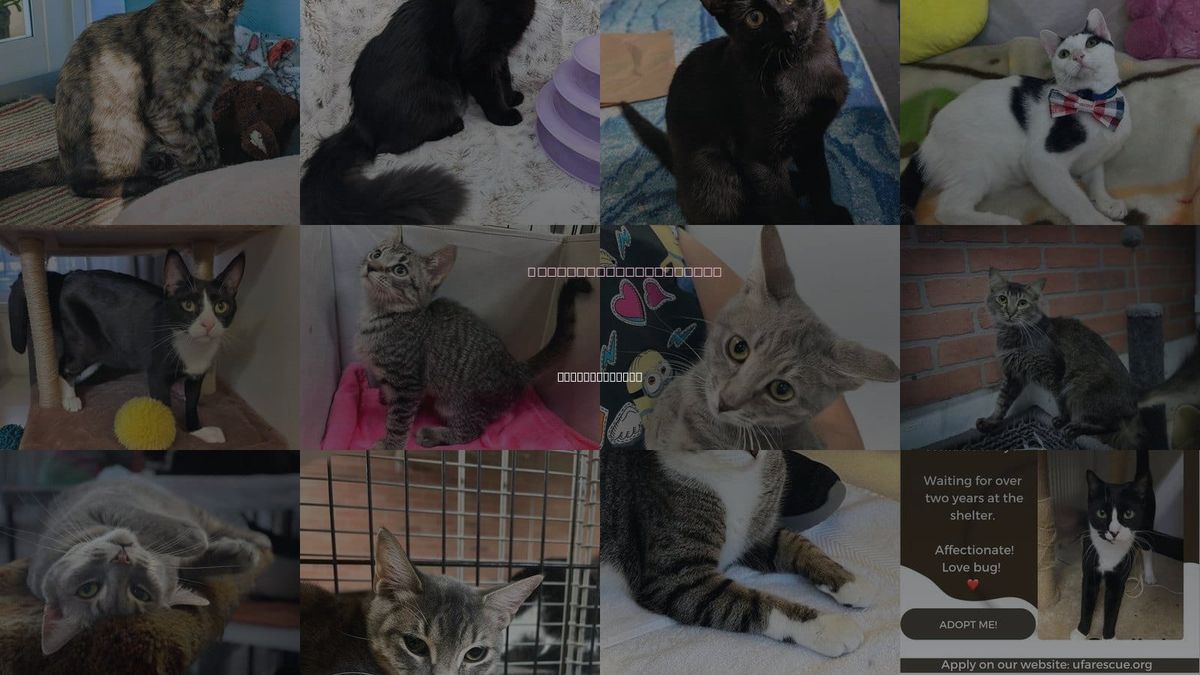 Cats for Adoption in Coral Springs, Florida