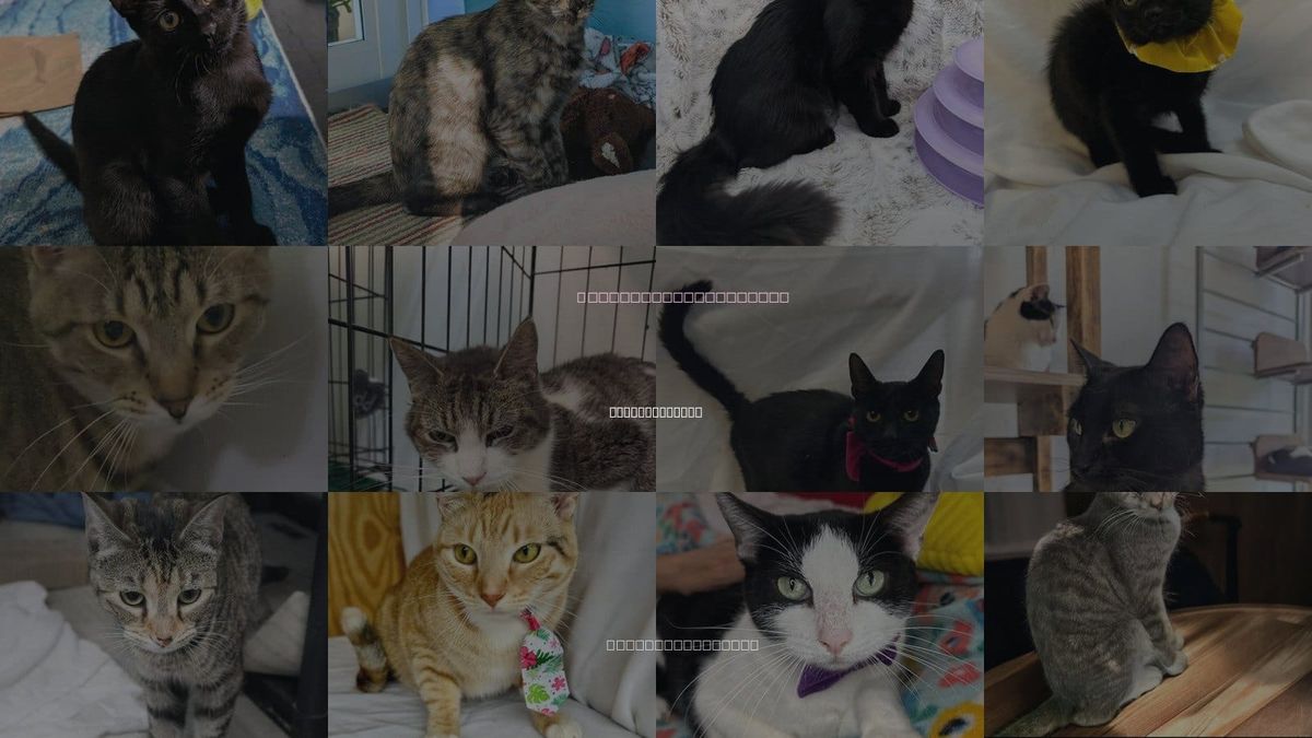 Cats for Adoption in Coral Springs, Florida