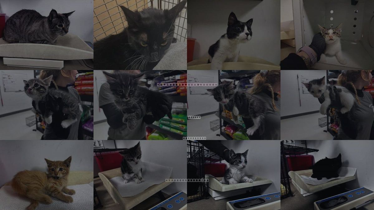 Cats for Adoption in Corona, California