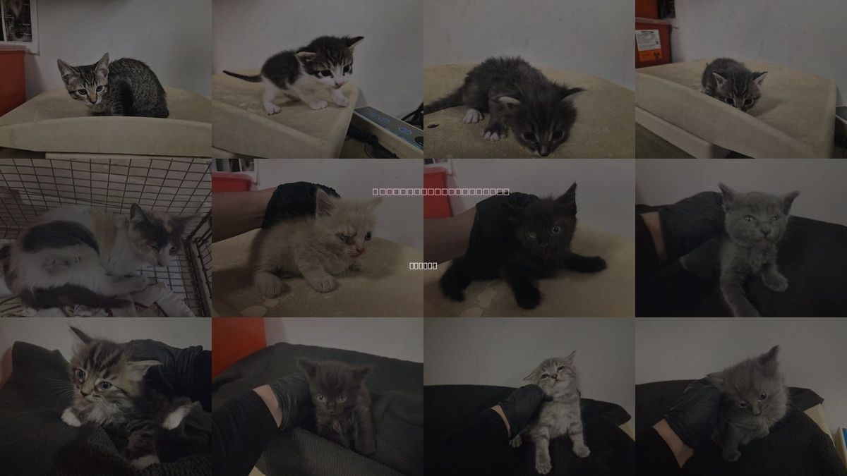 Cats for Adoption in Corona, California