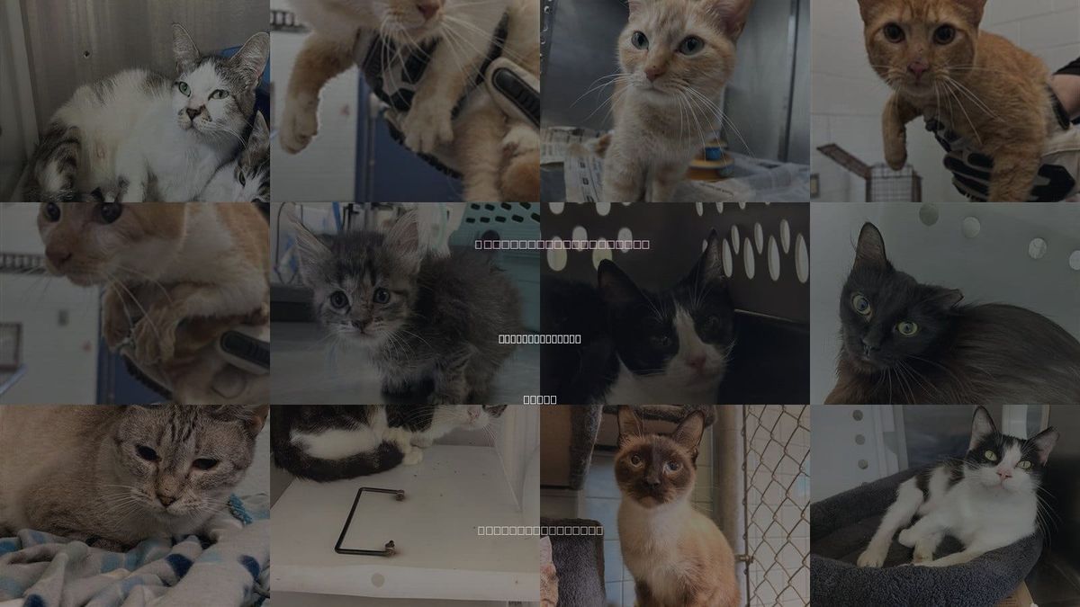 Cats for Adoption in Corpus Christi, Texas
