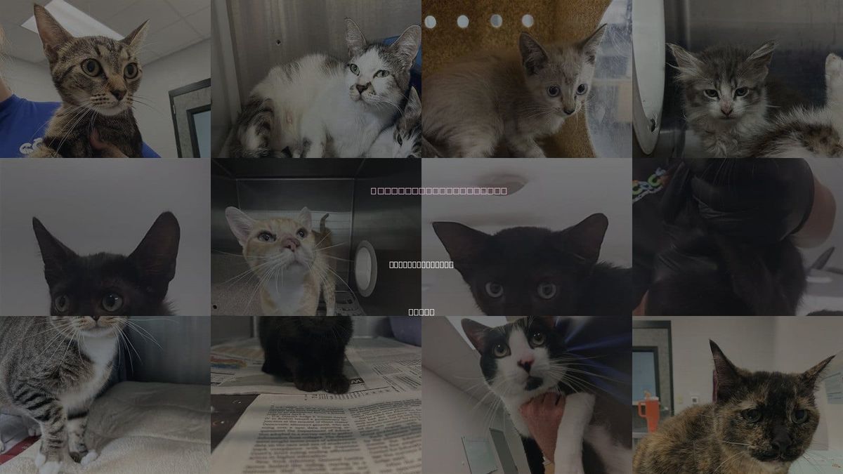 Cats for Adoption in Corpus Christi, Texas