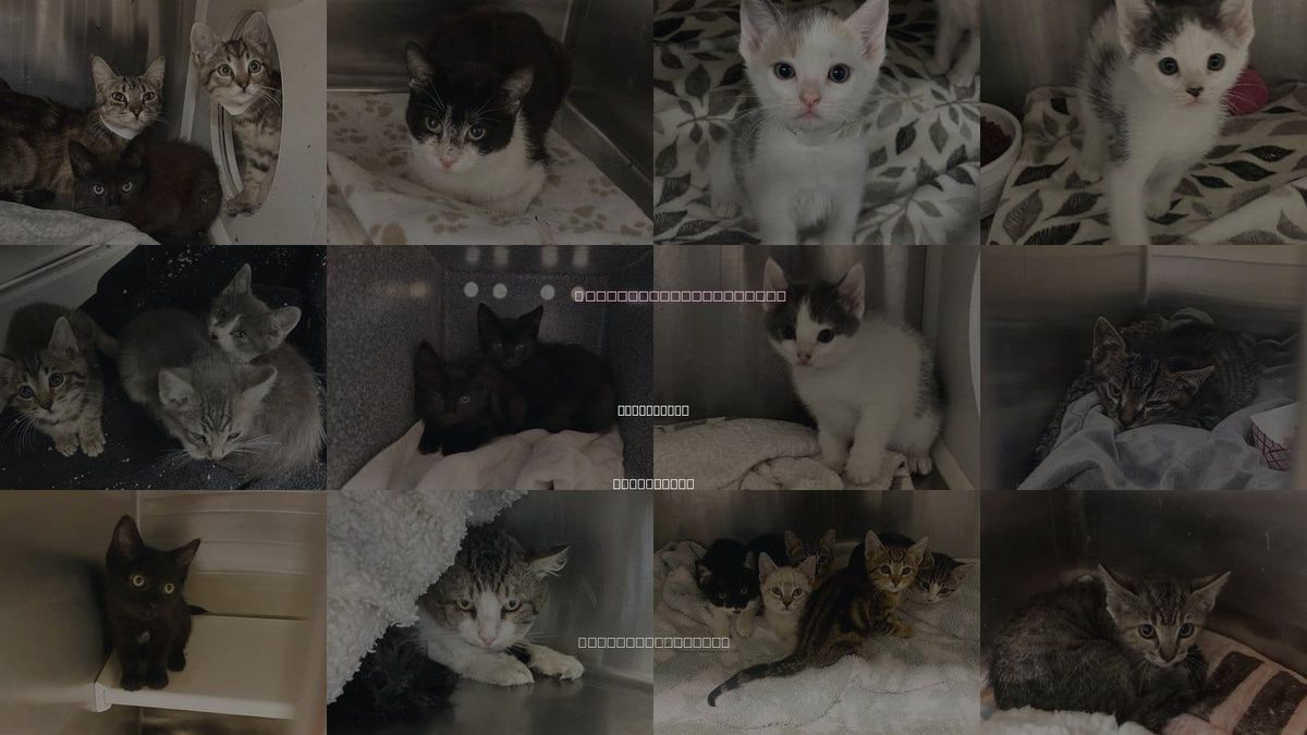 Cats for Adoption in Costa Mesa, California