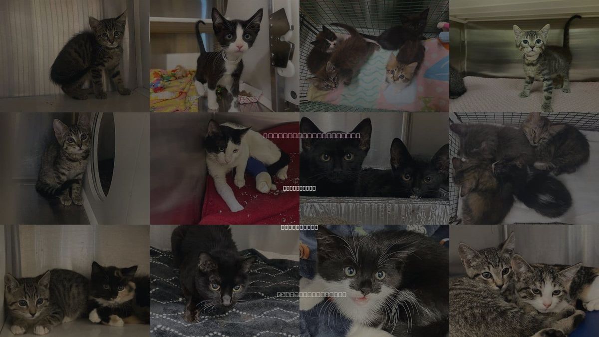 Cats for Adoption in Costa Mesa, California