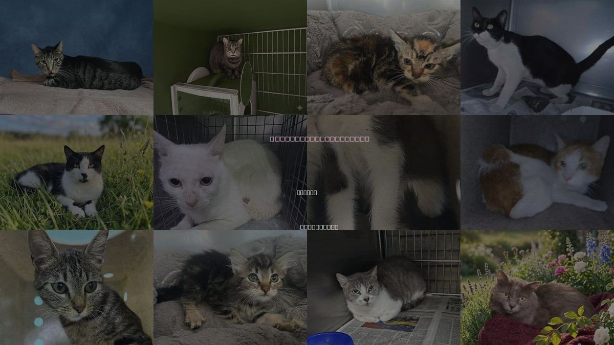 Cats for Adoption in Covina, California