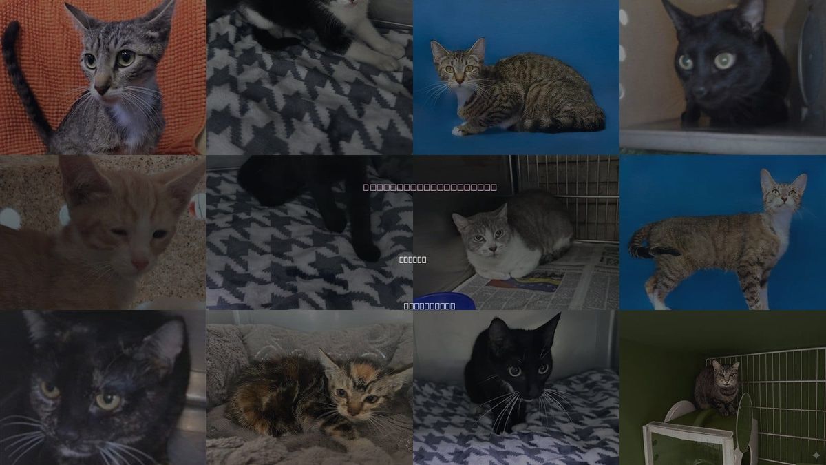 Cats for Adoption in Covina, California