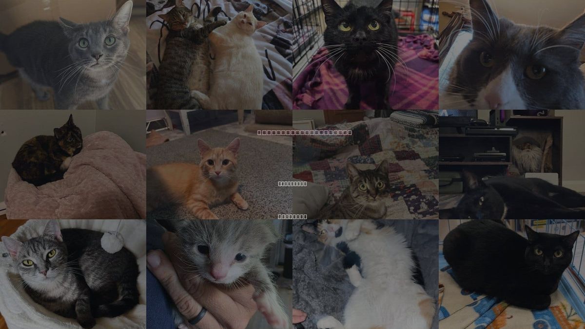 Cats for Adoption in Covington, Kentucky